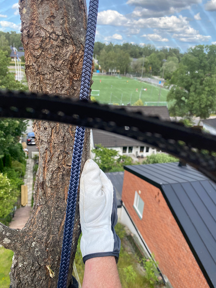 Vy under sektionsfällning