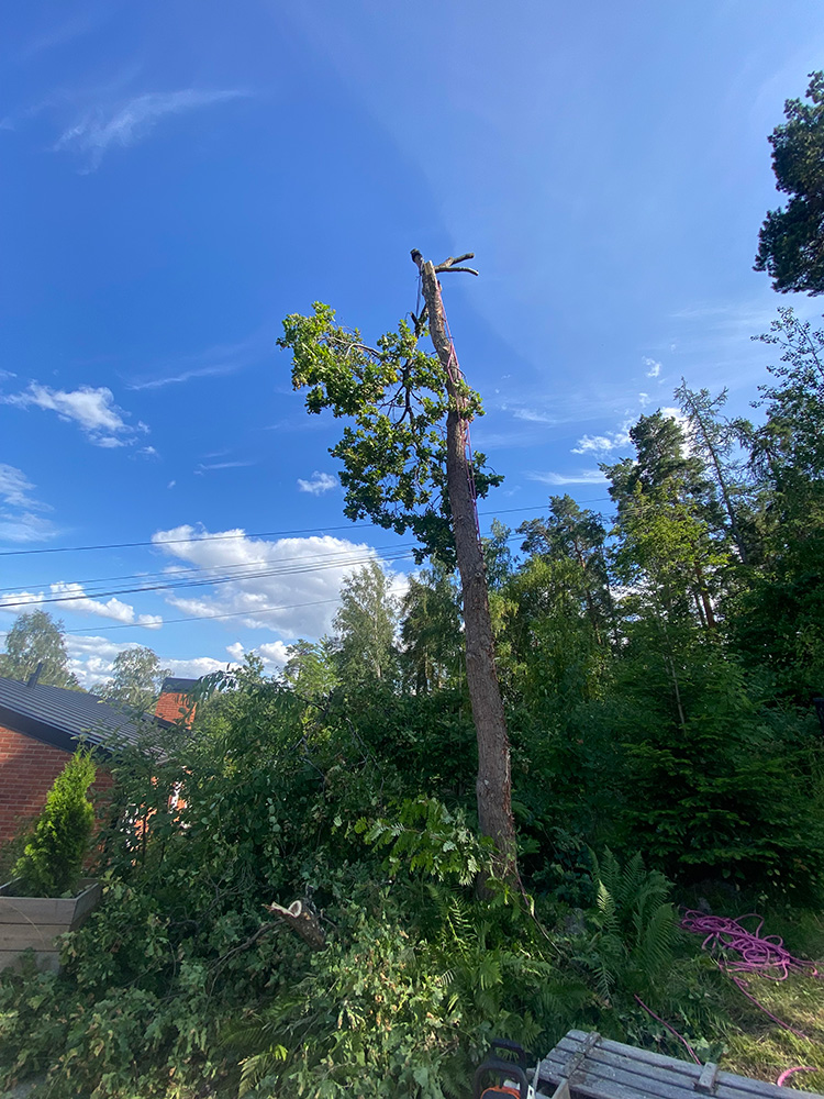 Delvis kapat träd på tomt