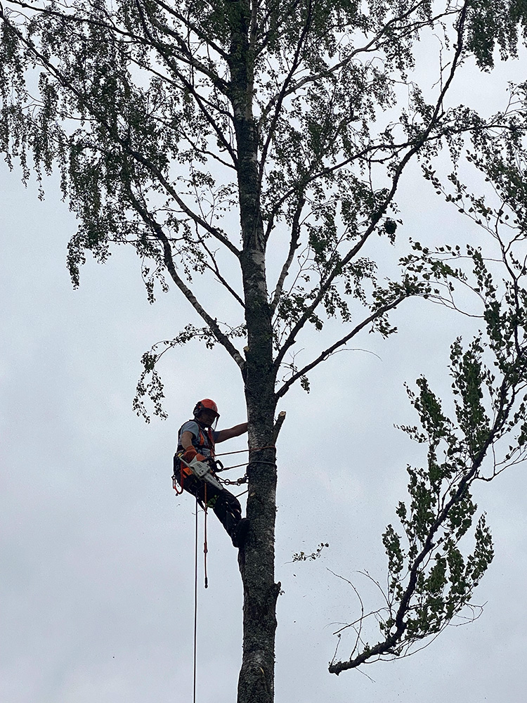 Sektionafällning av träd
